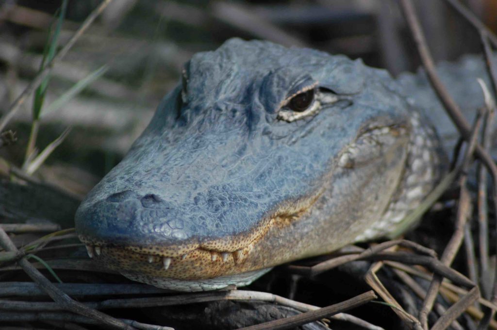 wildlife in orlando florida